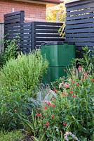 Organic composting bin beside it flowering basil, Basilicum ocimum and red flowering ruellia elegans