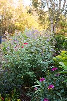 Garden featuring Tibouchina heteromalla, Rosa sinensis 'One thousand Lights' and dahlia