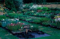 Herbaceous perennials for sale at plant nursery. Mead nursery, June