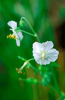 Geranium phaeum album - mourning widow, close-up of white flower, June