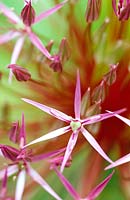 Allium christophii - ornamental allium, extreme close-up of pink individual flowers, June