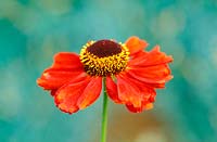Helenium 'Vivace'. Close up of red flower head. 