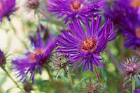 Aster novae - angliae 'Helen Picton' - close up of blue flowers