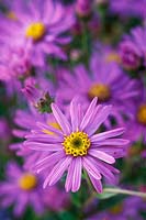 Aster frikartii 'flora's delight' - close up of pink flowers