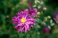 Aster novae angliae 'Purple Dome' - close up of pink flower 