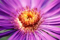 Aster novae - angliae 'Helen Picton' - close up of pink flower 