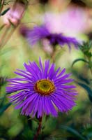Aster novae - angliae 'Mrs S T Wright' - close up of blue flower