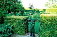 Wrought iron gate in between Lonicera 'Baggesens Gold' hedge
