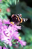 Butterfly on Aster novae angliae. 