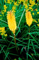 Kniphofia - red hot pokers, Abraxas, Frome, Somerset. Organic garden nursery.
