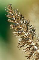 Foeniculum vulgare 'Purpereum' - fennel