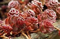 Sedum spurium 'Dragons blood'. Close up of rosette shaped deep red plants on brown stems in frost