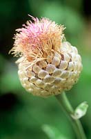 Stemmacantha centauroides. Close up of pink flower