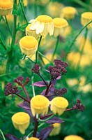 Anthemis E C Buxton and Sedum telephium Atropurpureum. Close up of yellow flowers and contrasting coloured perennial