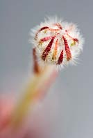 Cephalotus follicularis - Pitcher Plant