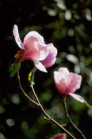 Magnolia hypoleucam 'Iolanthe'