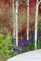 Birch - Betula utilis var. jacquemontii, giant feather grass - Stipa gigantea and purple columbine - Aquilegia between raised wooden path and painted wall, Chelsea Flower Show, 2008, designed by Trevor Tooth