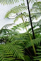 Dicksonia antarctica - Tree ferns in glasshouse, Botanical gardens, Glasgow, Scotland