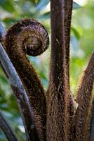 Cyathea medullaris - Unfurling frond of a black tree fern 