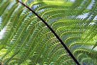 Cyathea medullaris. Leaf of black tree fern