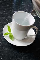 Home made infusion with mint leaves - Mentha