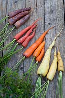Mixed carrots - Daucus carota. From left to right: 'Purple Haze', 'Sugarsnax, 'Bangor' and 'Creme de Lite'. September