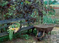 Basket of organic vegetables on bench beneath vitis vinifera purpurea, South farms organic and ecologically managed vegetable garden