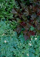Green and variegated foliage, heuchera, lamium and dicentra formosa var. alba 
