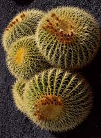 Echinocactus grusonii, golden ball cactus, el jardin cactus, Lanzarote