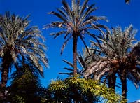 Palm trees against blue sky in December. La Momounia Gardens, Marrakech, Morroco