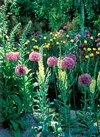 Allium and Verbascum. Chelsea flower show  2001. Design: Xa Tollemache: A theatrical garden