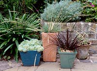 Grasses and succulents in modern pots, Festuca, Uncinia rubra and Echeveria