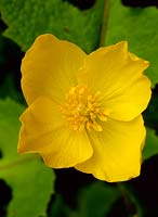 Stylophorum lasiocarpum, yellow flower