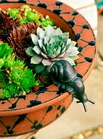 Gosselin Rd. Succulents in container with ornamental snail