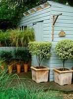 Pittosporum garnettii in terracotta pots and prunus lusitanica - portugal laurel in long tom pots, stipa arundinacea - pheasant grass in galvanised metal trough and blue and grey painted shed.