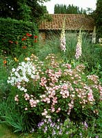 Rosa 'Ballerina', Campanula - bellflower, Digitalis eremus - foxglove, Papaver ruprifragum - poppy and Salvia lavandulifolia - sage. Colorful display of plants in red, orange, pink and white with small brick building in background