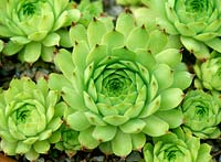 Sempervivum calcareum 'Limelight'. Close up of large rosettes, yellowish green with dark tips.