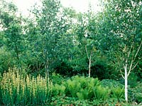 Betula utilis var. jacquemontii - himalayan birch, Sisyrinchium striatum, syn. Phaiophleps nigricans, Matteuccia struthiopteris - ostrich fern. Roger Platts, Leydens, Kent.