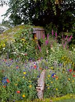 Shed almost hidden at back of garden, wildflower meadow - thymus, lavendula, papaver, centaura and helianthus. Driftwood sculpture in foreground, Design: Marney Hall, A potters retreat, HCFS 2002