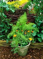 Calendula and fennel planted in ceramic pot, beside compost heap. Bonterra organic wine garden, Design: Kate Frey. CFS 2003