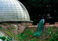 Peacock on roof. Large country garden with period buildings, created for Lord Ongley, The Swiss Garden, Bedfordshire