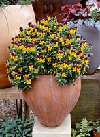 Viola tricolor growing in a terracotta pot, Whichford pottery, CFS 2002