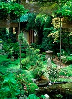 Japanese garden - azaleas, japanese umbrella pine - sciadopitys verticillata, soleirolia soleirolii, Navarino Road, Hackney, Owner: John Tordoff, June