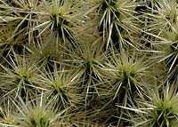 Cylindropuntia tunicata. Close-up of cactus spikes, Lanzarote