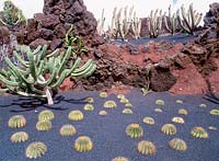 Myrtillocactus geometrizans and ferocactus glaucescens el jardin cactus, Lanzarote