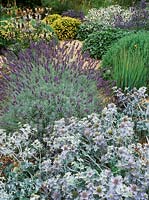 Planting of purple flowering lavendula sawyers, eryngium maritimum, santolina and salvia