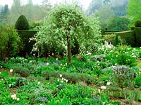 Country garden in Spring. Planting of pyrus salicifolia pendula - weeping pear,  rosmarinus - rosemary, tulipa - white triumphator, floradale and mount tacoma and muscari - grape hyacinth. St Michaels House.