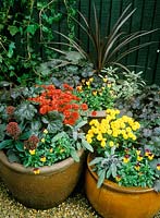 Clay pots with Corydline purpureum, Heuchera palace purple, Purple sage, Viola penny orange jump, Skimmia japonica and Chrysanthemum.