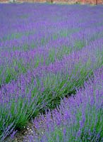 Lavandula - lavender field