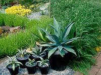 Group display of potted Agave americana and Agave americana 'Medio Picta'
